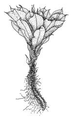 Rosulabryum subtomentosum, habit of non-fruiting ♀ plant. Drawn from V.D. Zotov s.n., 31 Dec. 1933, CHR 7391.
 Image: R.C. Wagstaff © Landcare Research 2015 